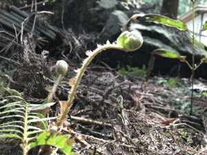 山恵廬