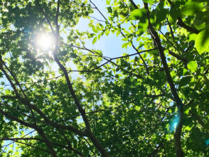 山恵廬-sunkeiro-sunbeams