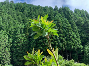 ヤマモモ