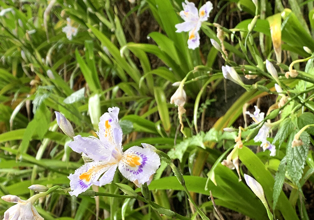 山恵廬-sunkeiro-Butterflies
