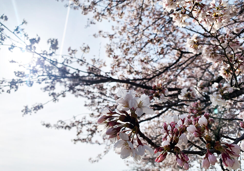 山恵廬-sunkeiro- Cherry Blossoms