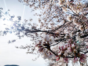 山恵廬-sunkeiro- Cherry Blossoms