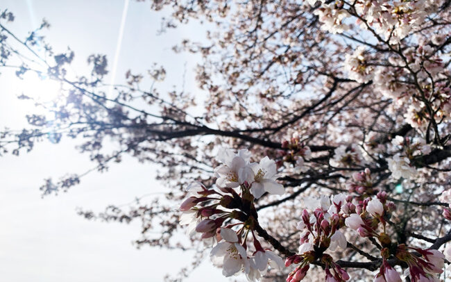 山恵廬-sunkeiro- Cherry Blossoms