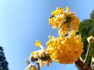 山恵廬:三椏: Paper birch