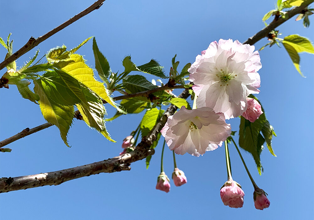 八重桜：double cherry-blossoms