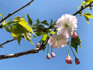 八重桜：double cherry-blossoms
