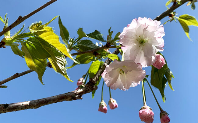 八重桜：double cherry-blossoms