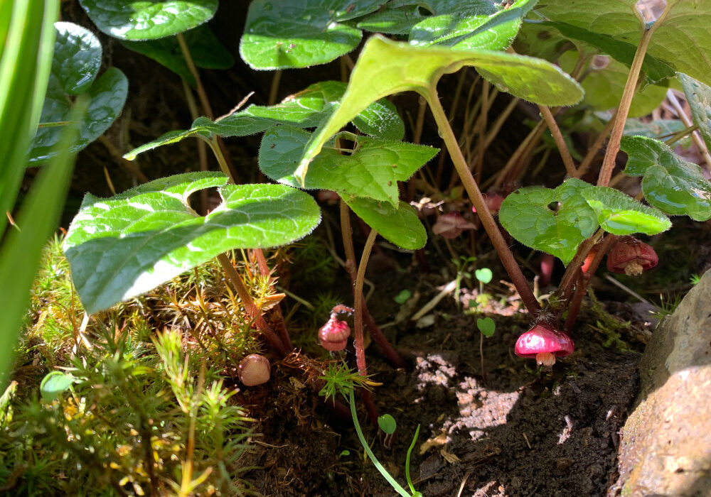 山恵廬:双葉葵:Asarum caulescen