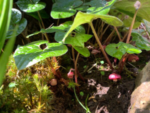 山恵廬:双葉葵:Asarum caulescen