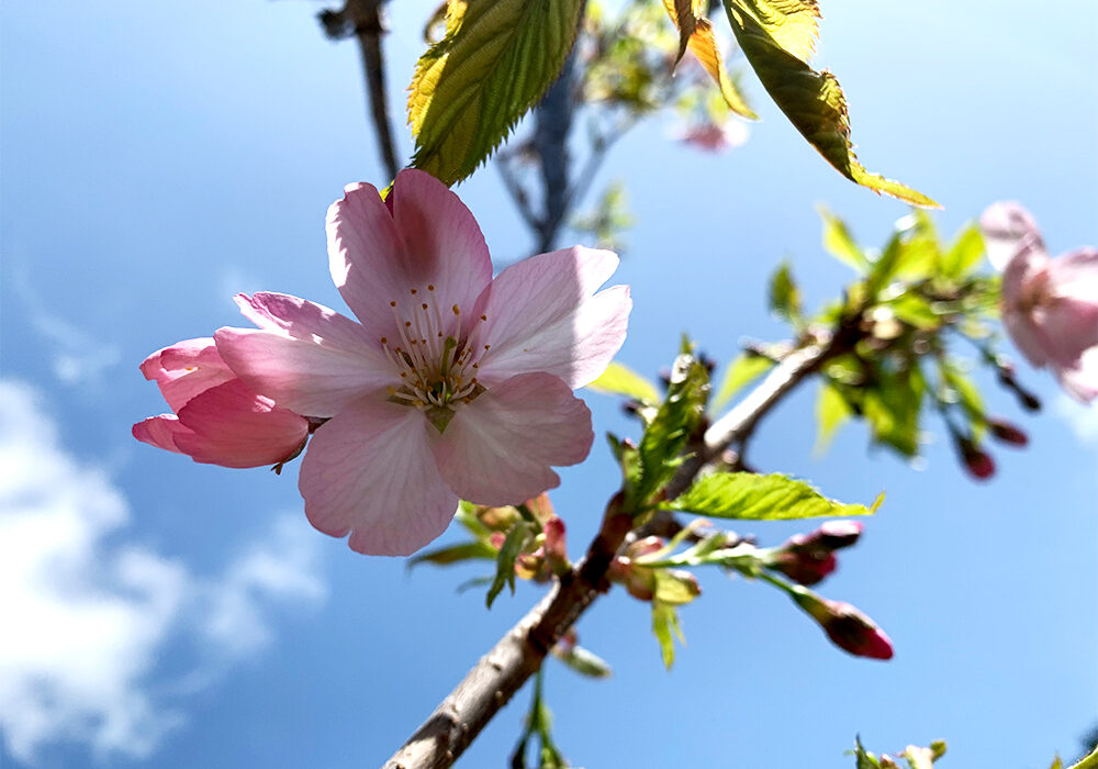 山恵廬-桜:Cherry Blossoms