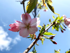 山恵廬-桜:Cherry Blossoms