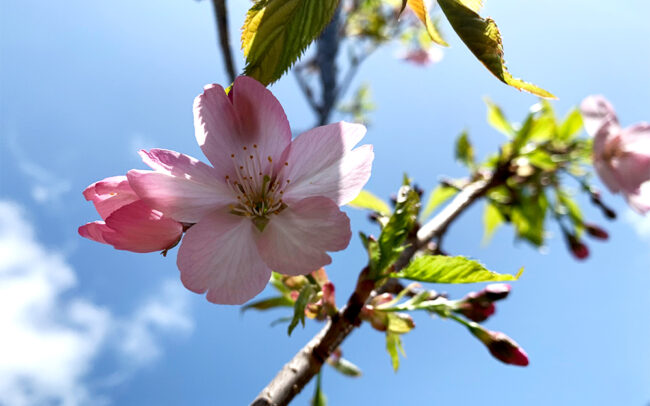 山恵廬-桜:Cherry Blossoms