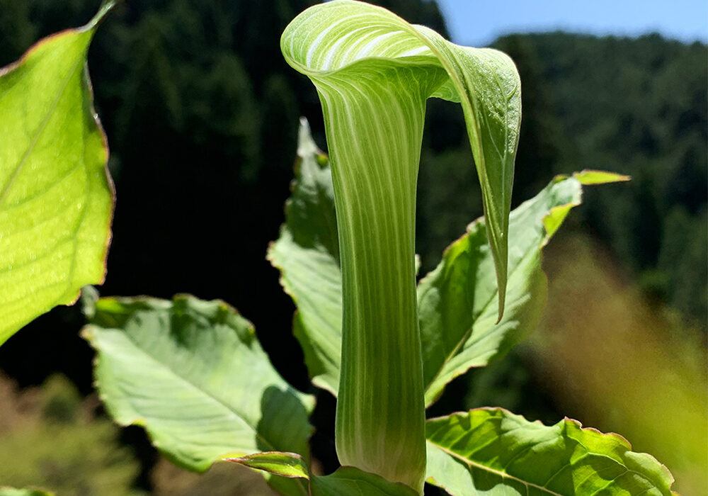 天南星：Jack-in-the-pulpit