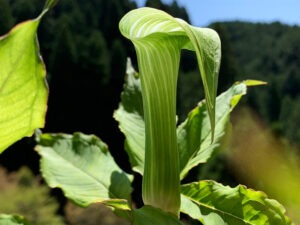 天南星：Jack-in-the-pulpit