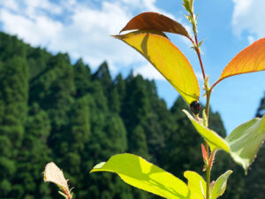 天道虫：ladybug