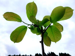 白木蓮：Yulan magnolia