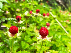 蛇苺：Duchesnea chrysantha