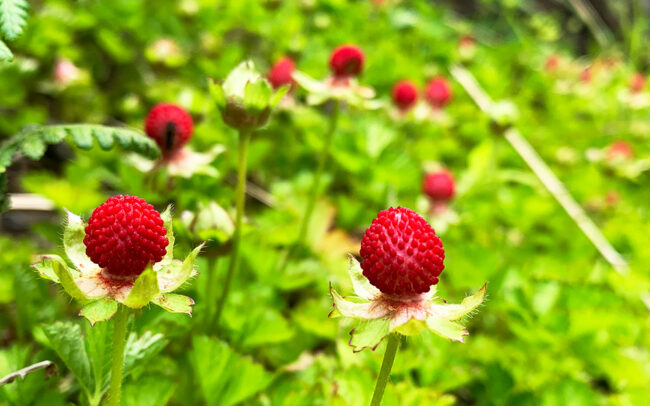 蛇苺：Duchesnea chrysantha