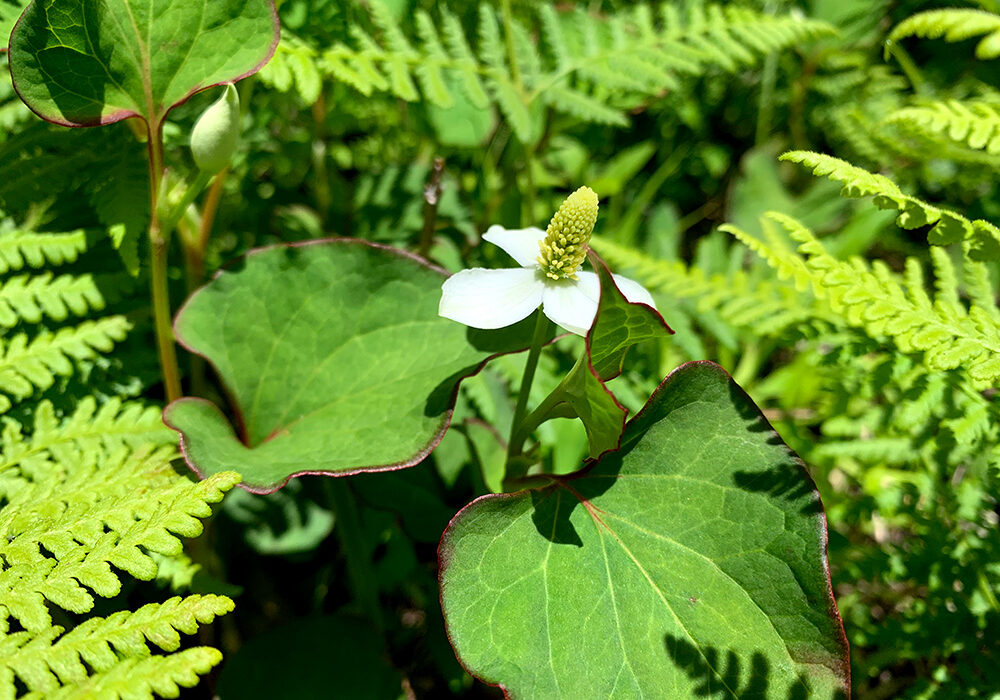 ドクダミ：Houttuynia cordata