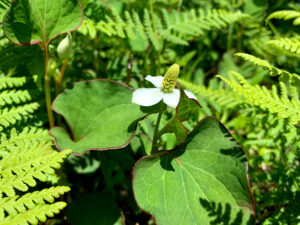 ドクダミ：Houttuynia cordata