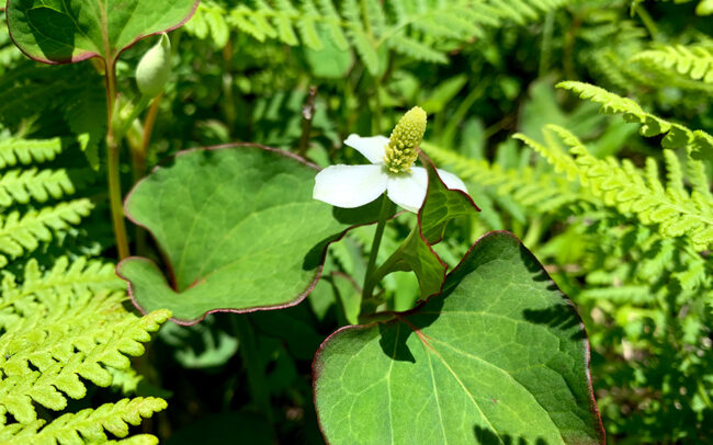 ドクダミ：Houttuynia cordata