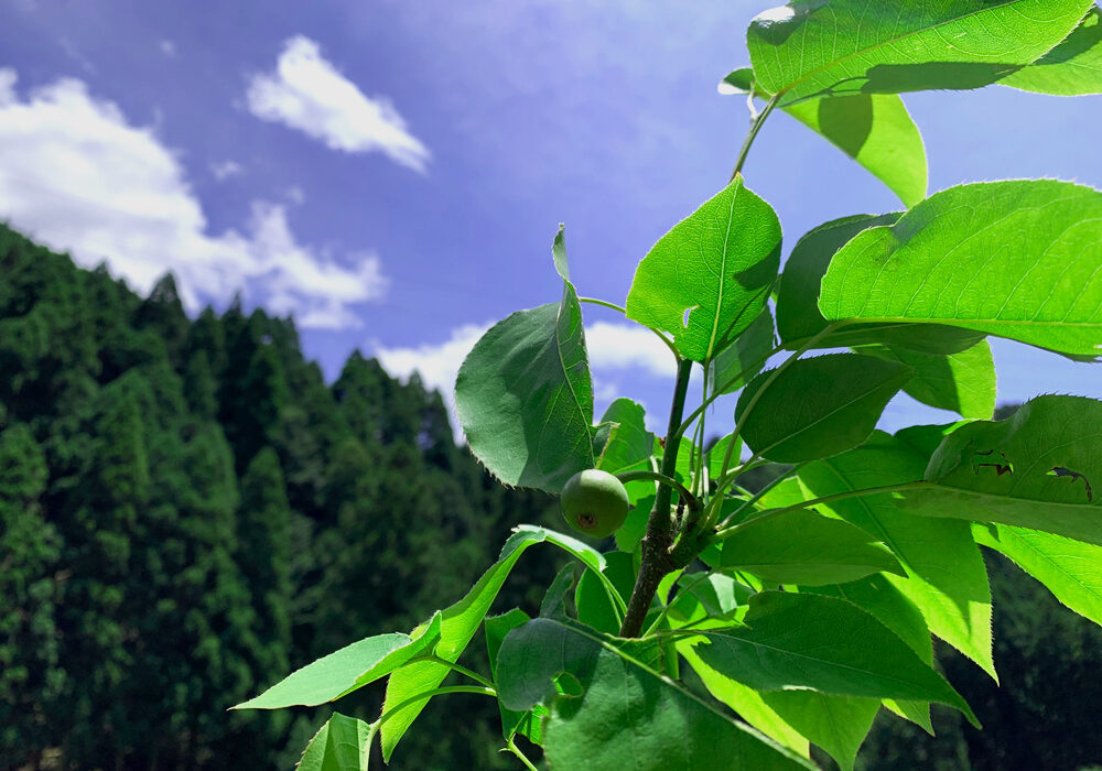 二十世紀梨：20th century Pears fruit