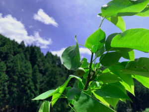 二十世紀梨：20th century Pears fruit