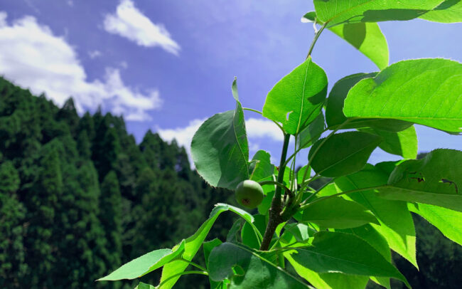 二十世紀梨：20th century Pears fruit