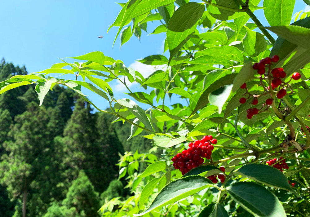 庭常：Sambucus racemosa