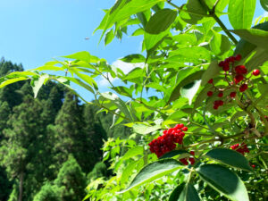 庭常：Sambucus racemosa
