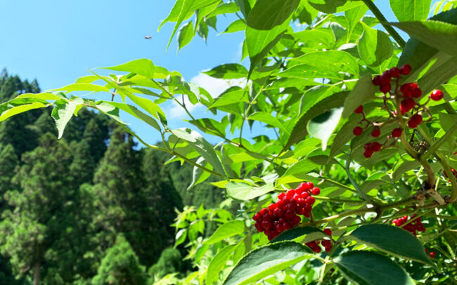 庭常：Sambucus racemosa