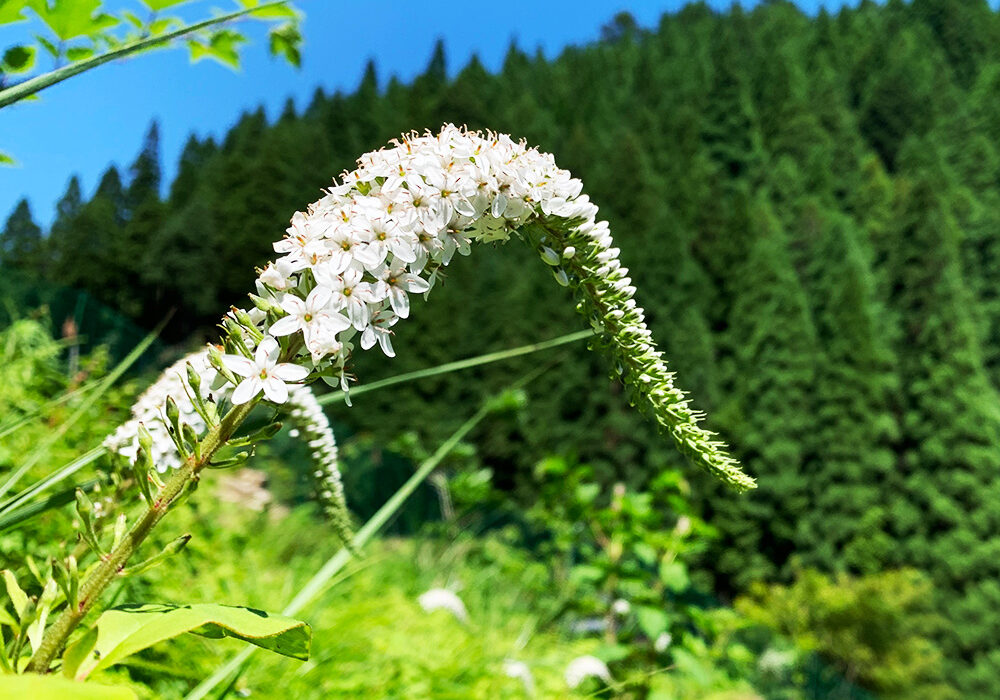 丘虎の尾：Lysimachia clethroides