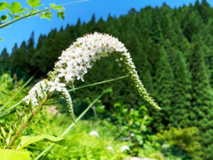 丘虎の尾：Lysimachia clethroides