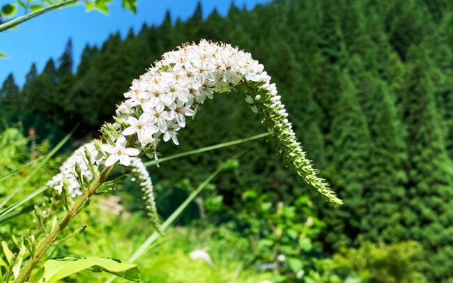 丘虎の尾：Lysimachia clethroides