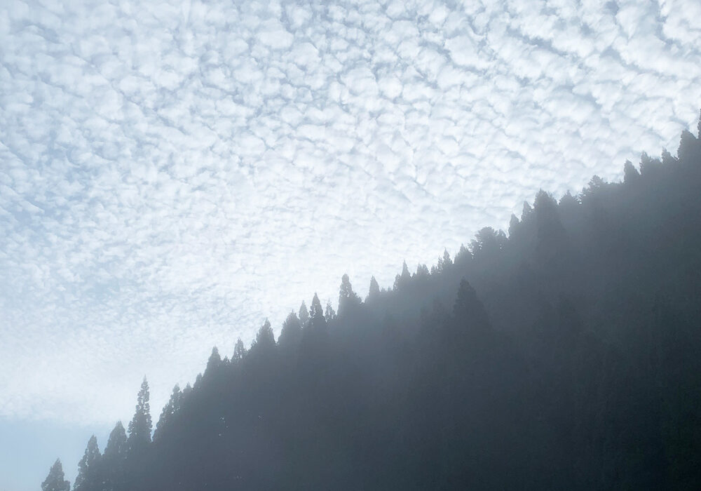 山の朝霧：morning mist in the mountains