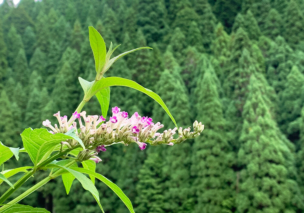 房藤空木：Butterfly bush