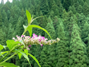 房藤空木：Butterfly bush