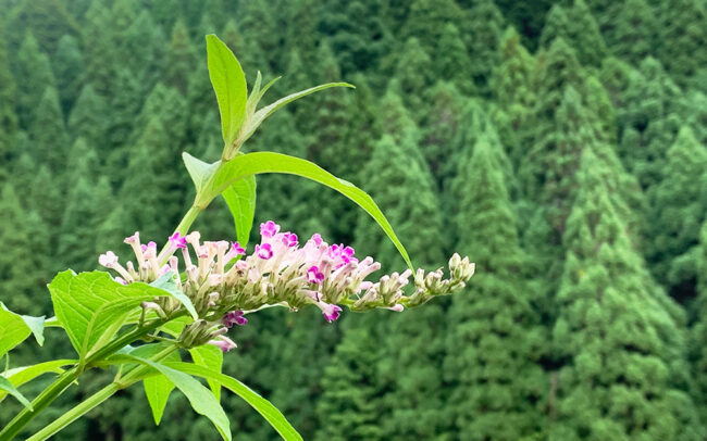 房藤空木：Butterfly bush