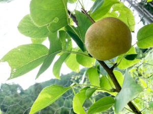 梨 幸水：Kosui Pear