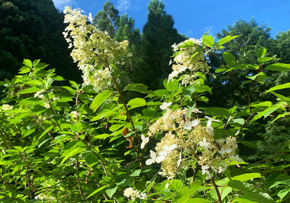 糊空木:hydrangea paniculata