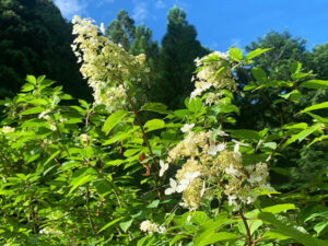 糊空木:hydrangea paniculata