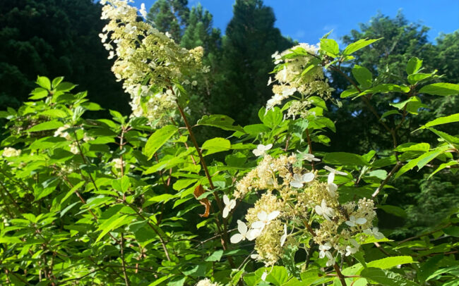 糊空木:hydrangea paniculata