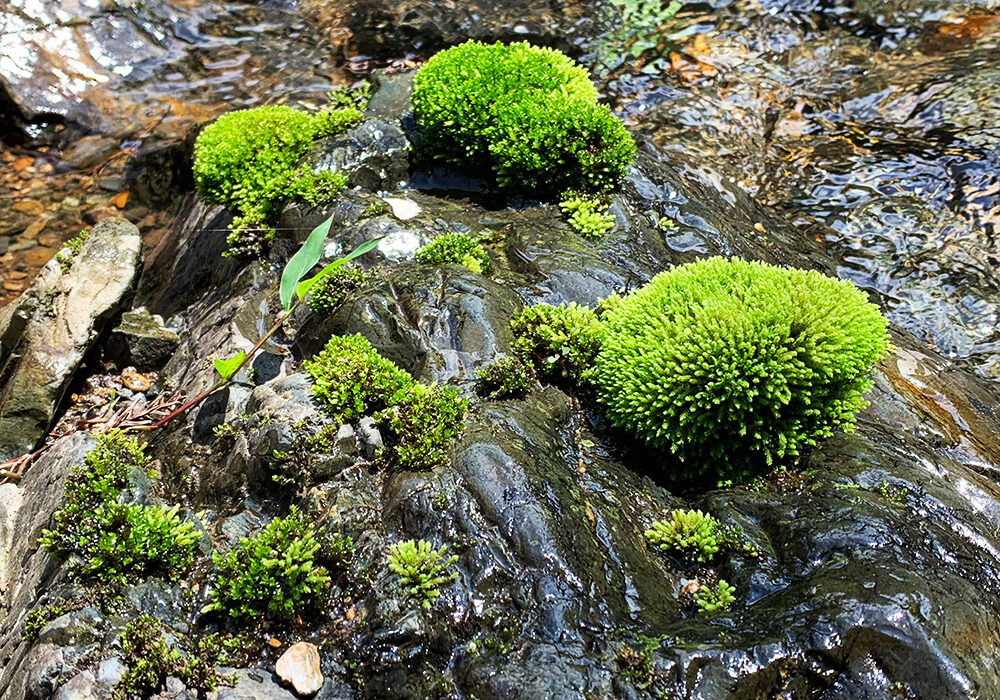 苔：Moss