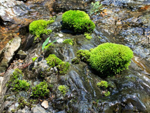 苔：Moss
