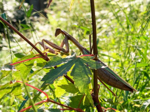 産卵期：Spawning season