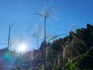 芒 : Japanese Pampas Grass-1