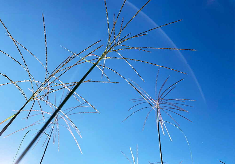 芒 _ Japanese Pampas Grass