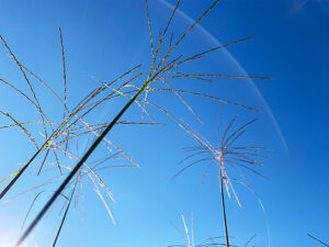 芒 _ Japanese Pampas Grass