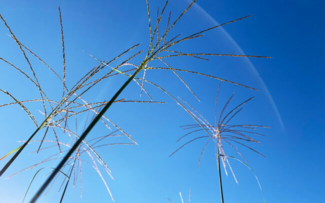 芒 _ Japanese Pampas Grass