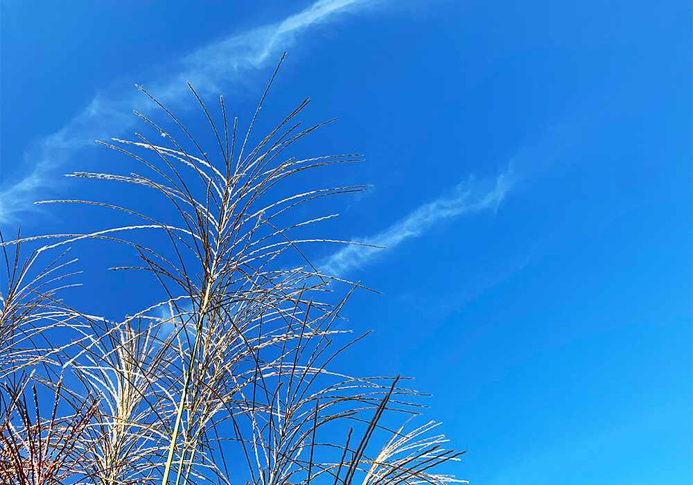 芒：japanese pampas grass